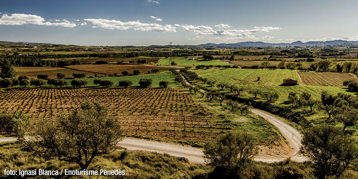 Miravinya La Cadira, Torrelavit
