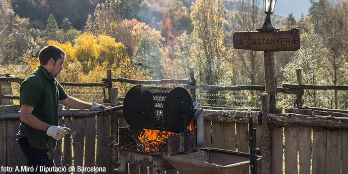 Castaña de Viladrau