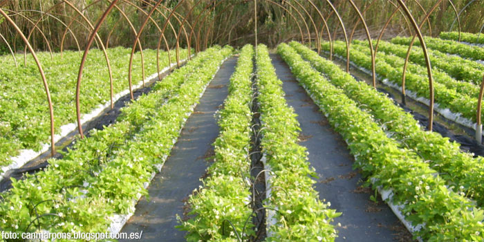 <p>Fresas del Maresme, Arenys de Munt</p>