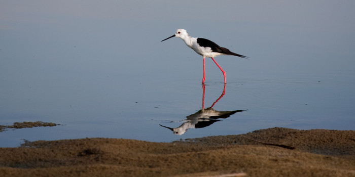 <p>More than 350 species of birds visit the delta every year</p>