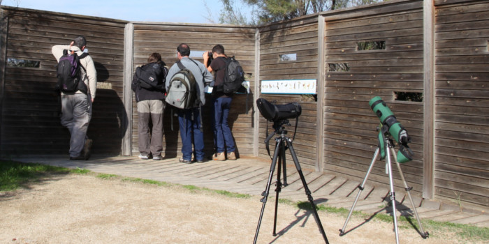 Observación de aves en el delta del Llobregat