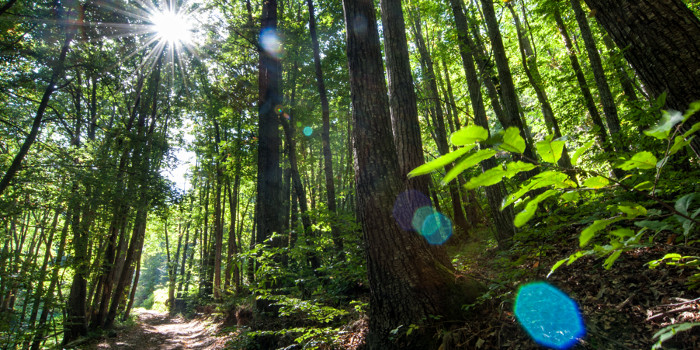 <p>Par Natural del Montseny</p>