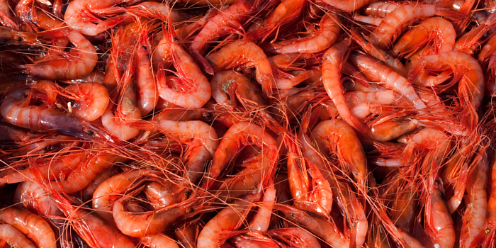 Красные креветки на рыбной бирже в Виланова-и-ла-Желтру
