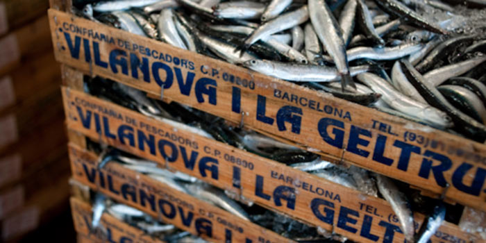 Fish market in Vilanova i la Geltrú