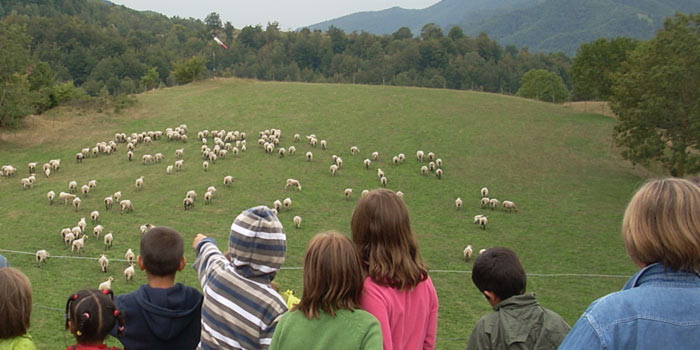 Herds of sheep in Vidrà