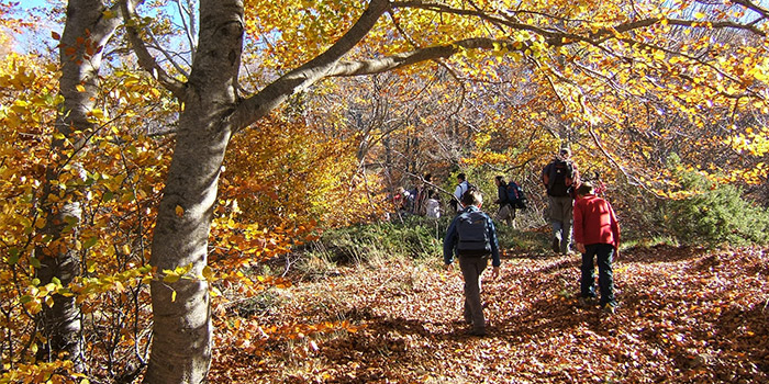 Hayedo en el Parque Natural del Montseny