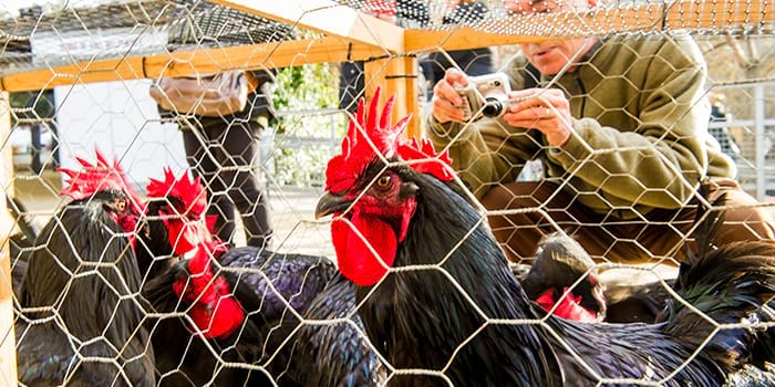 Feria del Gallo de Vilafranca