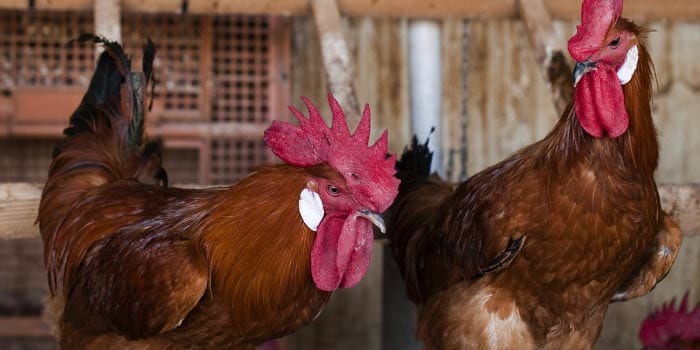 Feria Avícola de la Raza Prat en El Prat de Llobregat