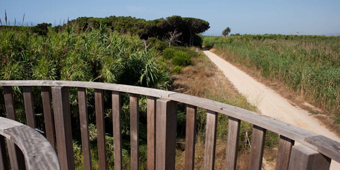 Uno de los senderos que recorren el delta del Llobregat
