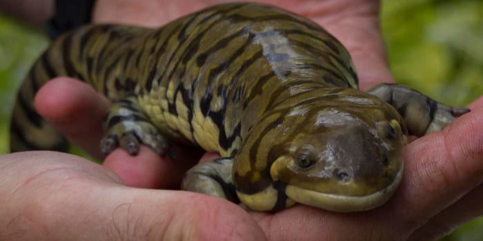 <p>Centro de Recuperación de Anfibios y Reptiles de Cataluña</p>