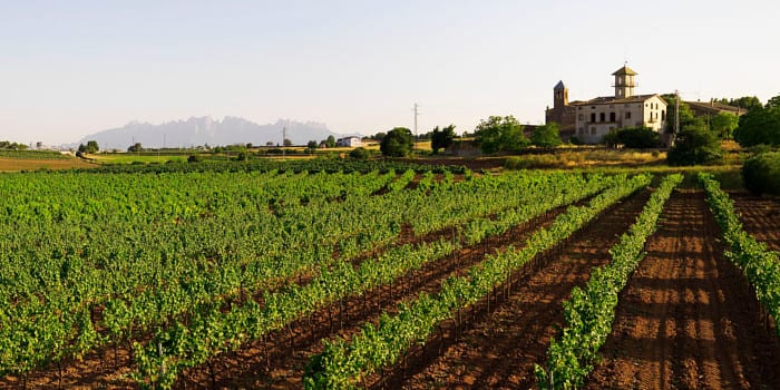 <p>DO Pla de Bages</p>
