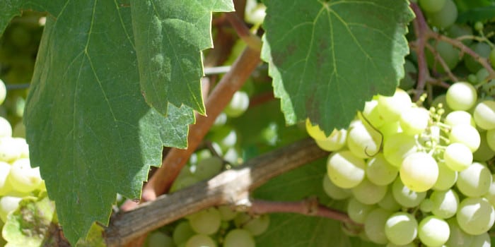 El otoño es tiempo de vendimia