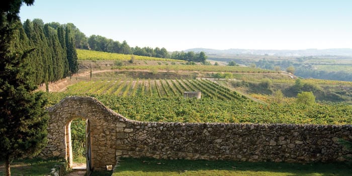 <p>Paisatges de vinyes del Penedès</p>