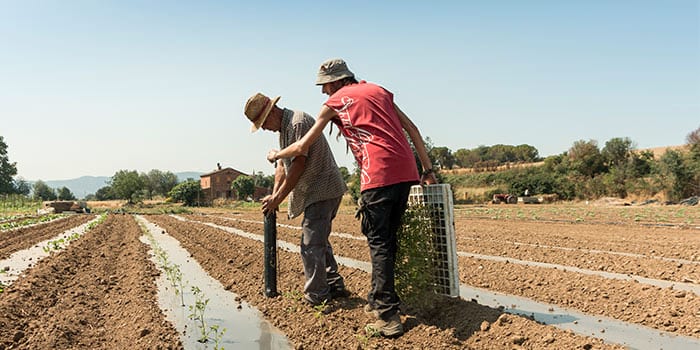 Producción agrícola ecológica
