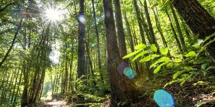 <p>Parc Natural i Reserva de la Biosfera del Montseny</p>
