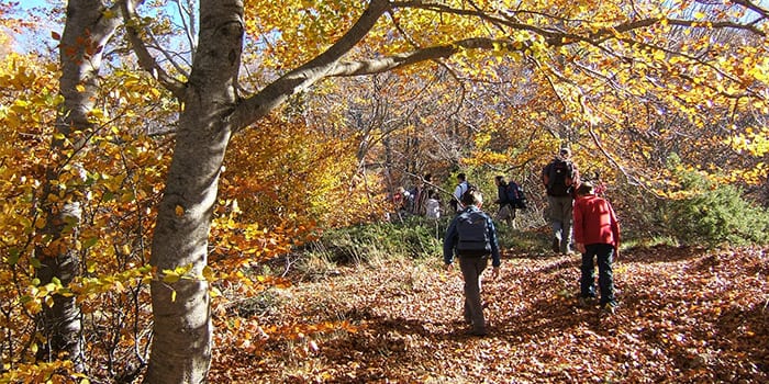 <p>Fageda al Parc Natural del Montseny</p>