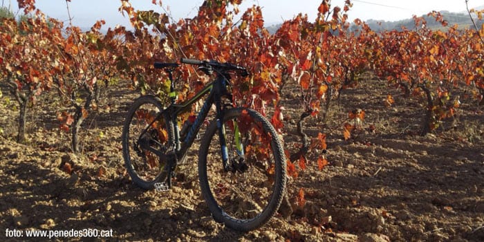 Las viñas con bici