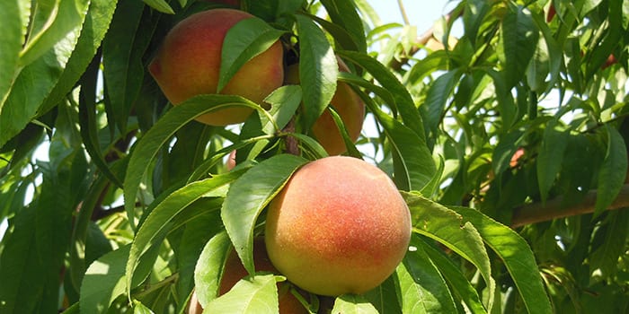 Персик из Ордаля