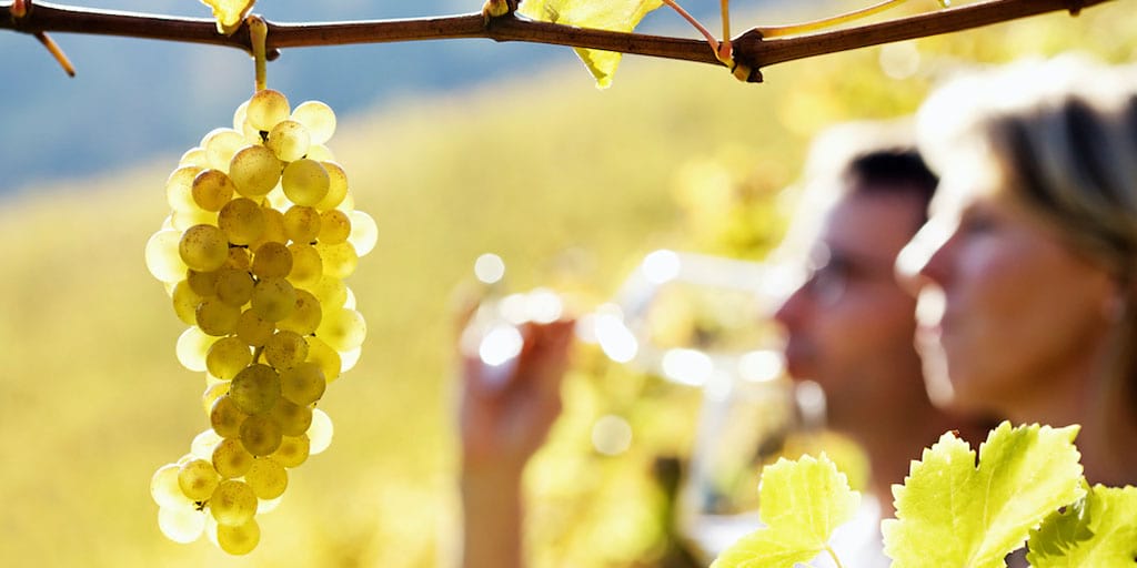 <p>El xarel·lo és un raïm excel·lent per produir cava i vi blanc</p>