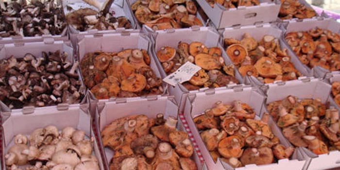 Mercat del bolet de Cal Rosal