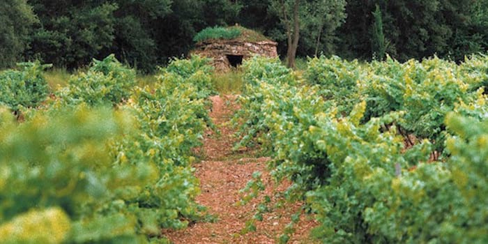 Vendanges