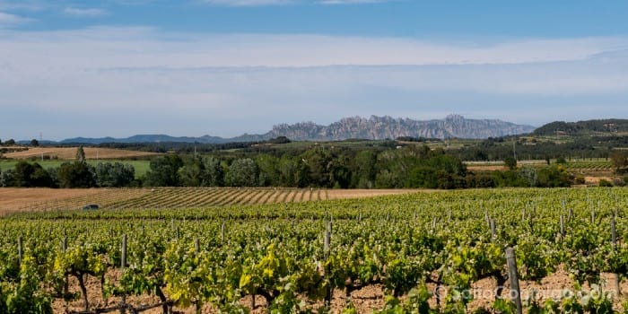 Enoturisme-Barcelona-Vinyes-Montserrat Campos de vides con Montserrat al fondo