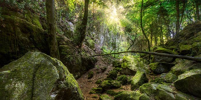 Un bosque en Santa Maria de Besora
