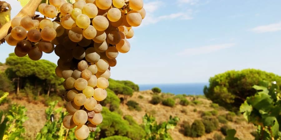<p>Uva de las viñas de la DO Alella </p>