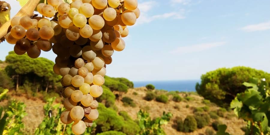 Grapes from the vines of the DO Alella area