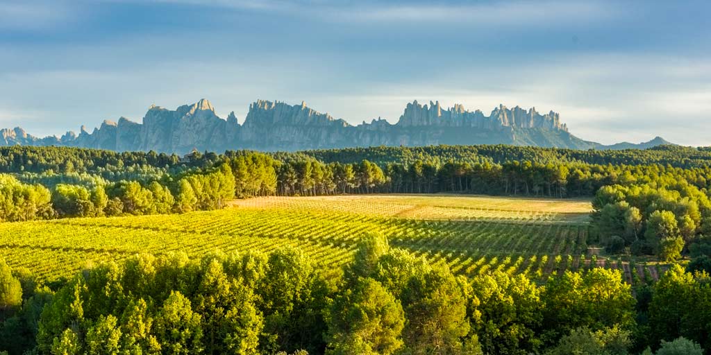 Vineyards with Montserrat in the background