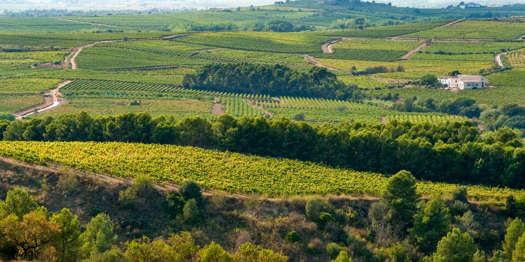 A sea of vines in the Penedès region