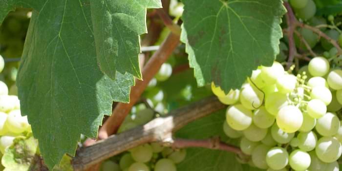 El otoño es tiempo de vendimia