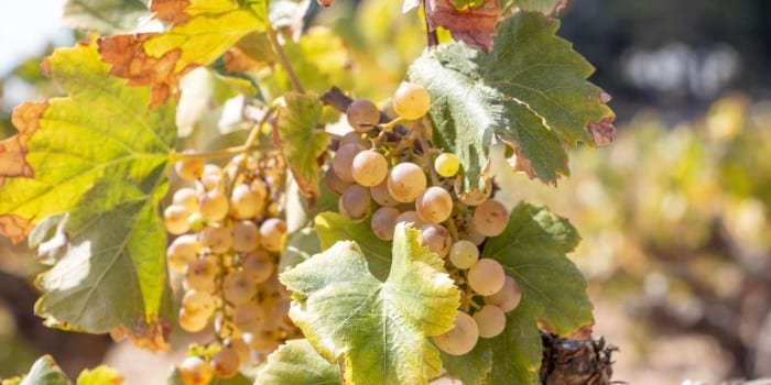 <p>Vignes du Penedès</p>