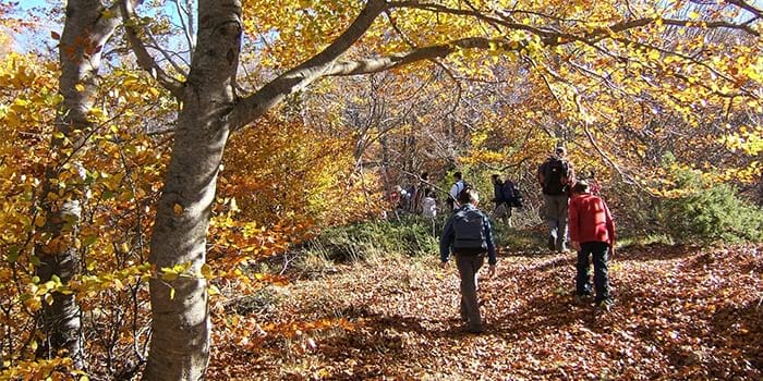 Fageda al Parc Natural del Montseny