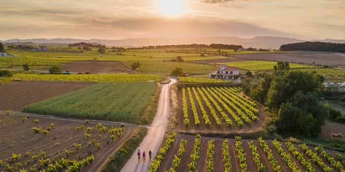 Vista aèria de camps de vinyes del Penedès amb cicloturistes en BTT En BTT por la comarca del Penedès
