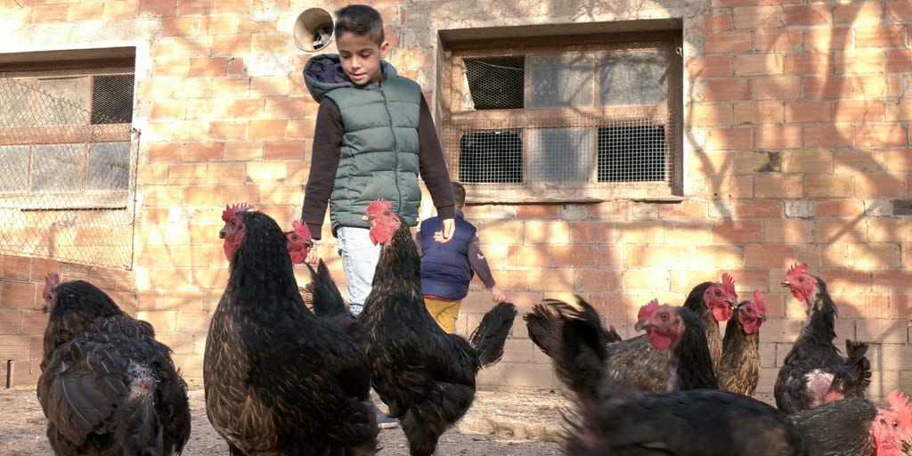 Amb les gallines de Can Burguès