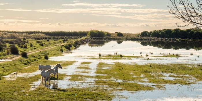 <p>Espais Naturals del Delta del Llobregat</p>