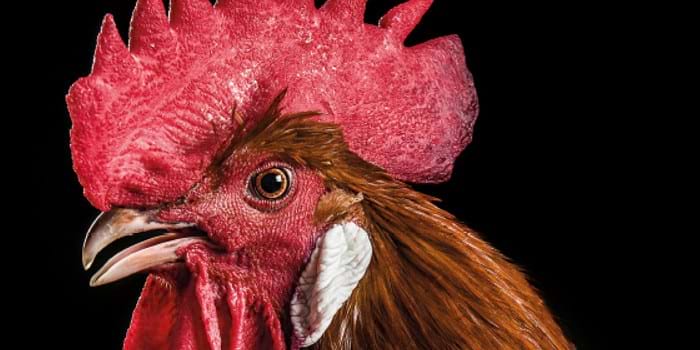 El Prat Poultry Fair