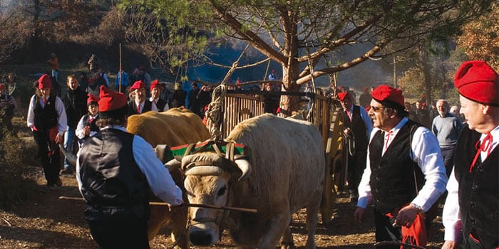Centelles Pine Tree Festival