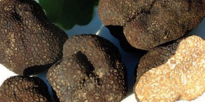 Ярмарка трюфелей в Сентельесе