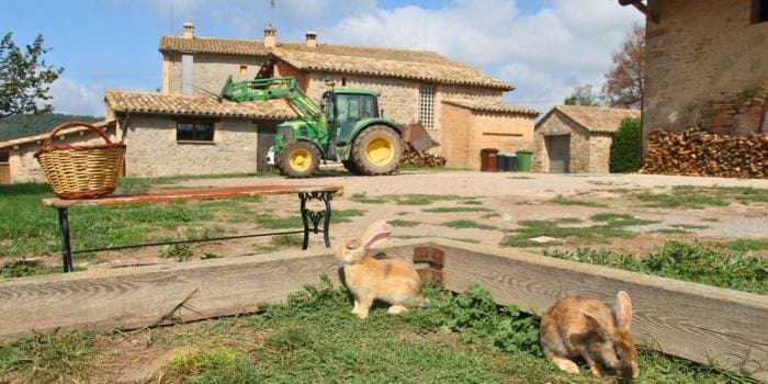 <p>El conills del Codinach</p>