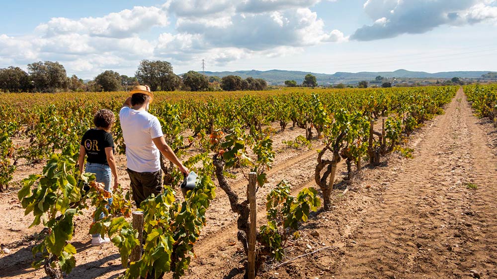 Camp de vinyes a l'Alt Penedès