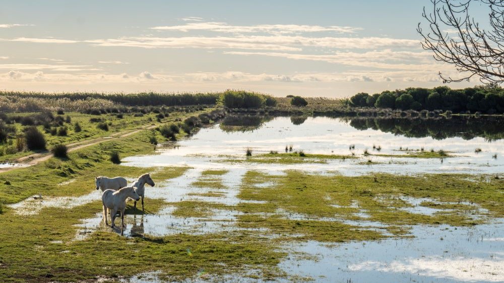 Espais naturals del Delta del Llobregat