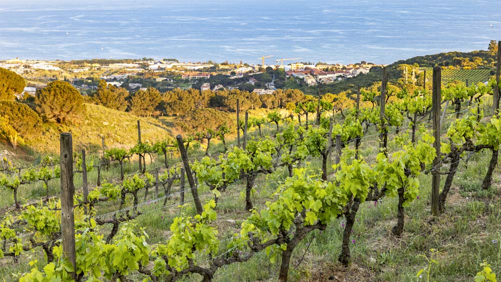 Vinyes amb mar al fons