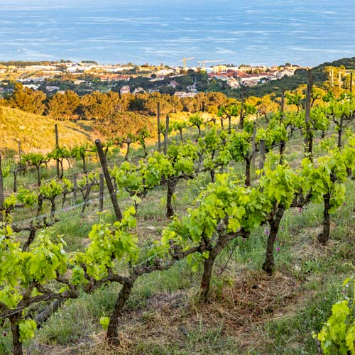 Vinyes amb mar al fons