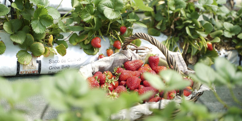 Cull les teves maduixes del Maresme