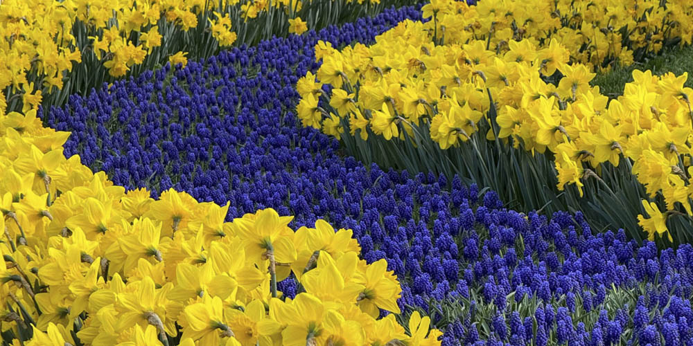 <p>Blumen im Berguedà</p>