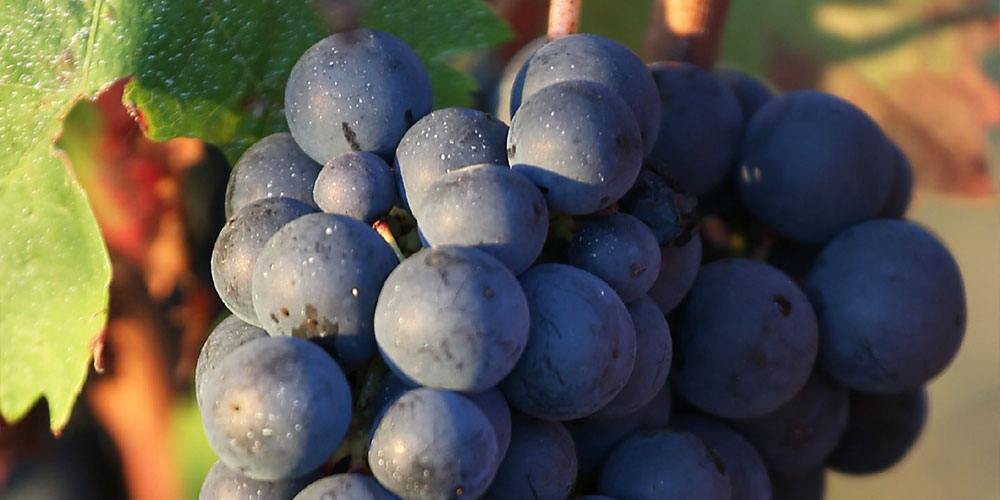 Vinya i tradició familiar