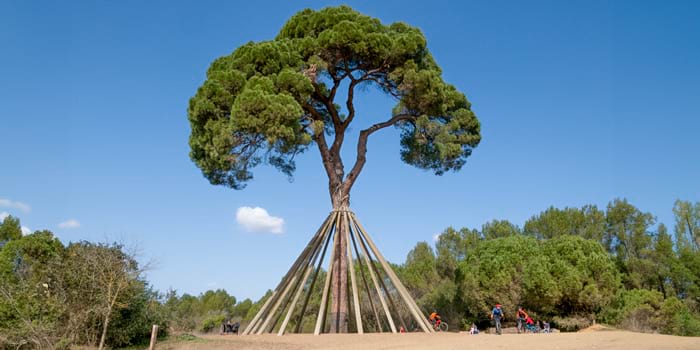 Pi d'en Xandri, a Sant Cugat del Vallès